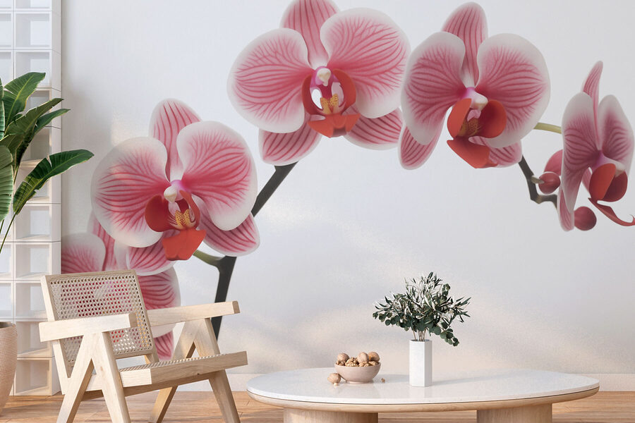 Delikatne orchidee w łagodnym rozkwicie Delikatne orchidee w łagodnym rozkwicie