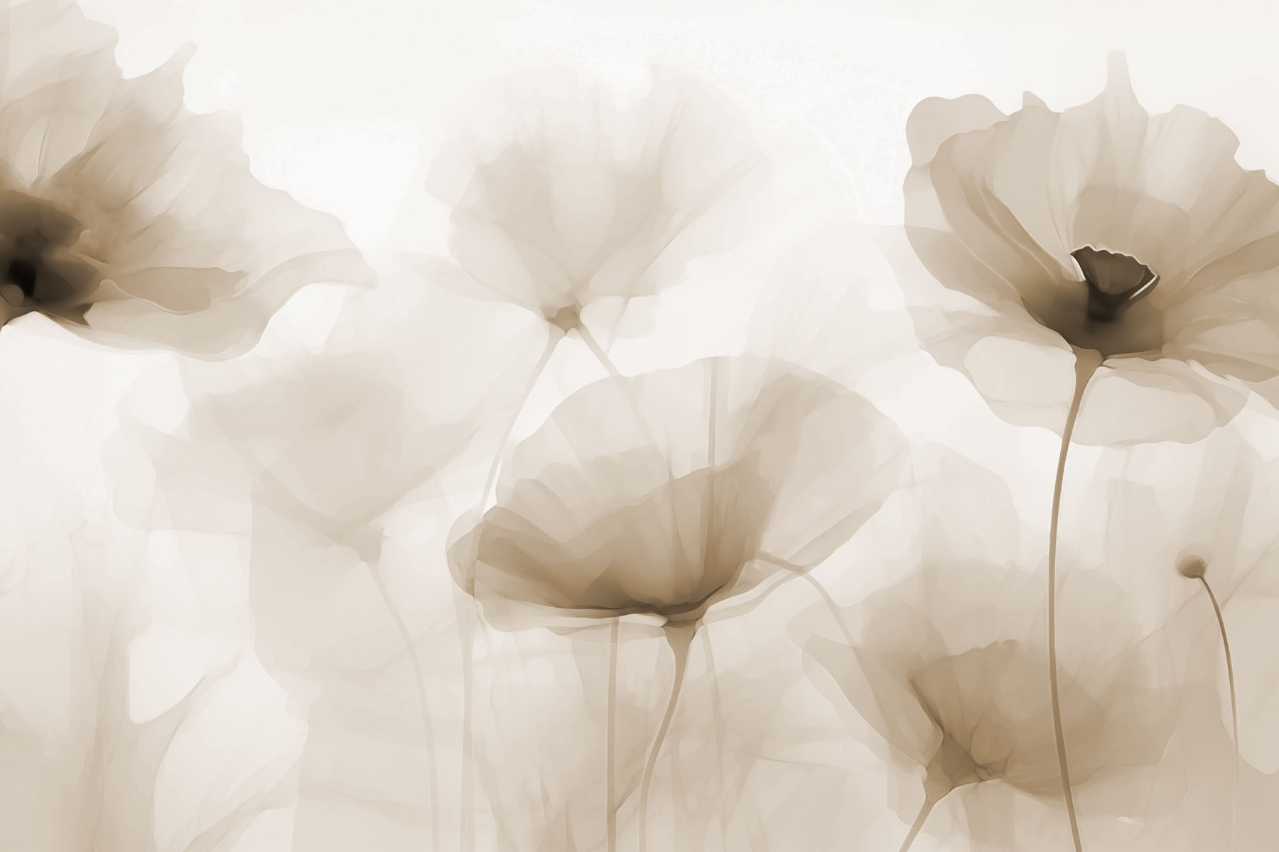 Group of flowers on a white background