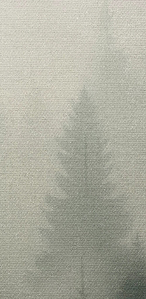 Foggy forest with trees and a mountain in the background Foggy forest with trees and a mountain in the background