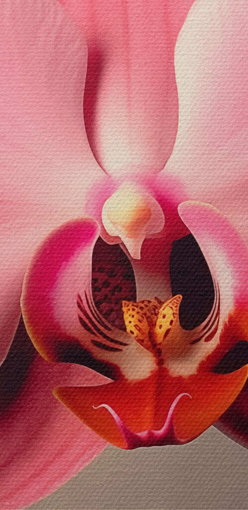 Delicate pink orchid in full bloom