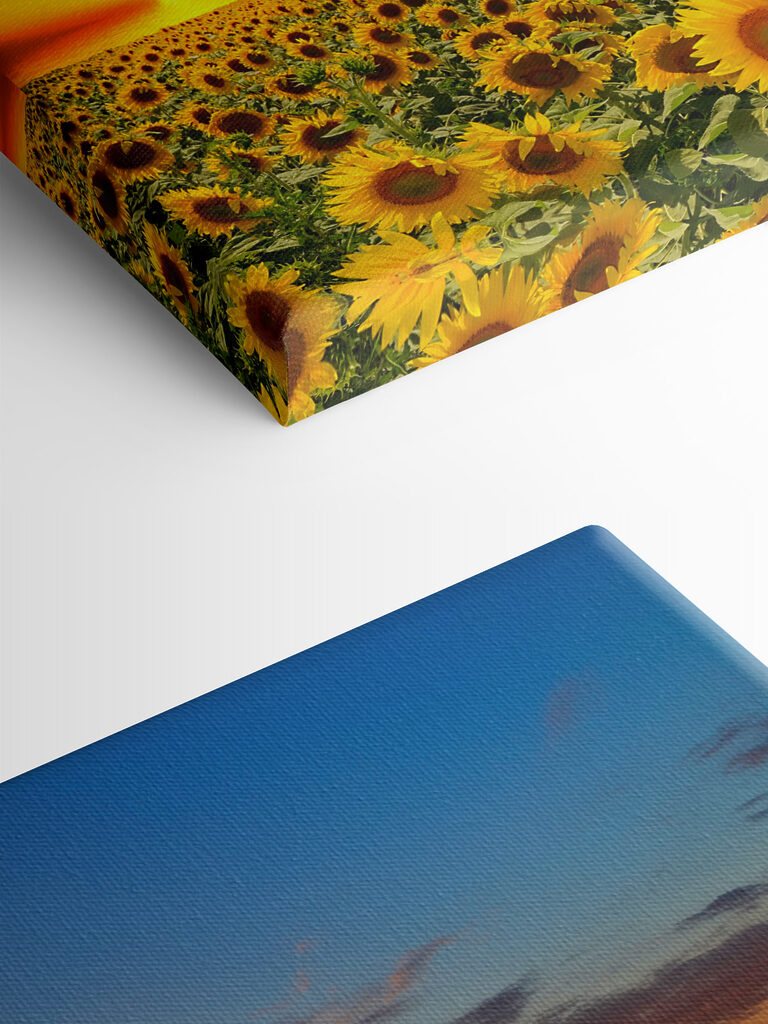 A field of sunflowers at sunset