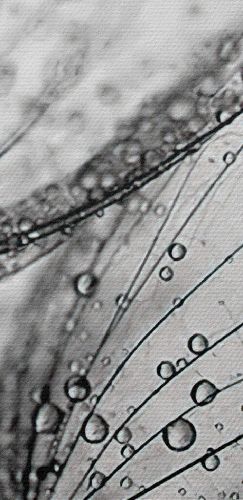 Close up of water droplets on seeds