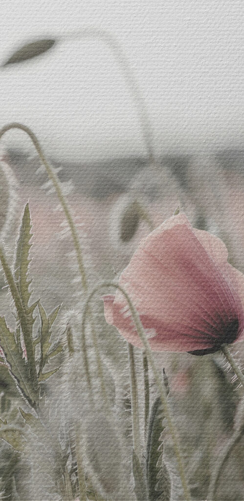 A field of pink flowers