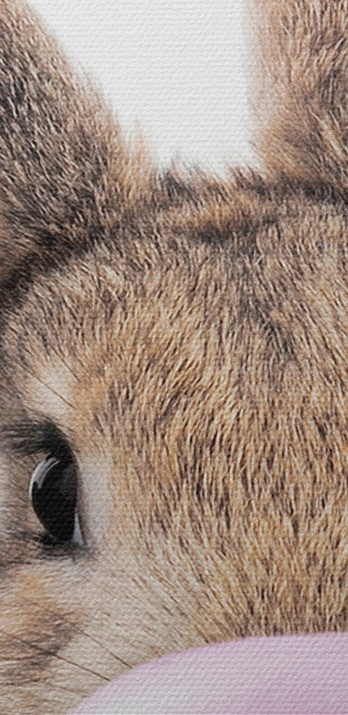 A rabbit with a bubble gum