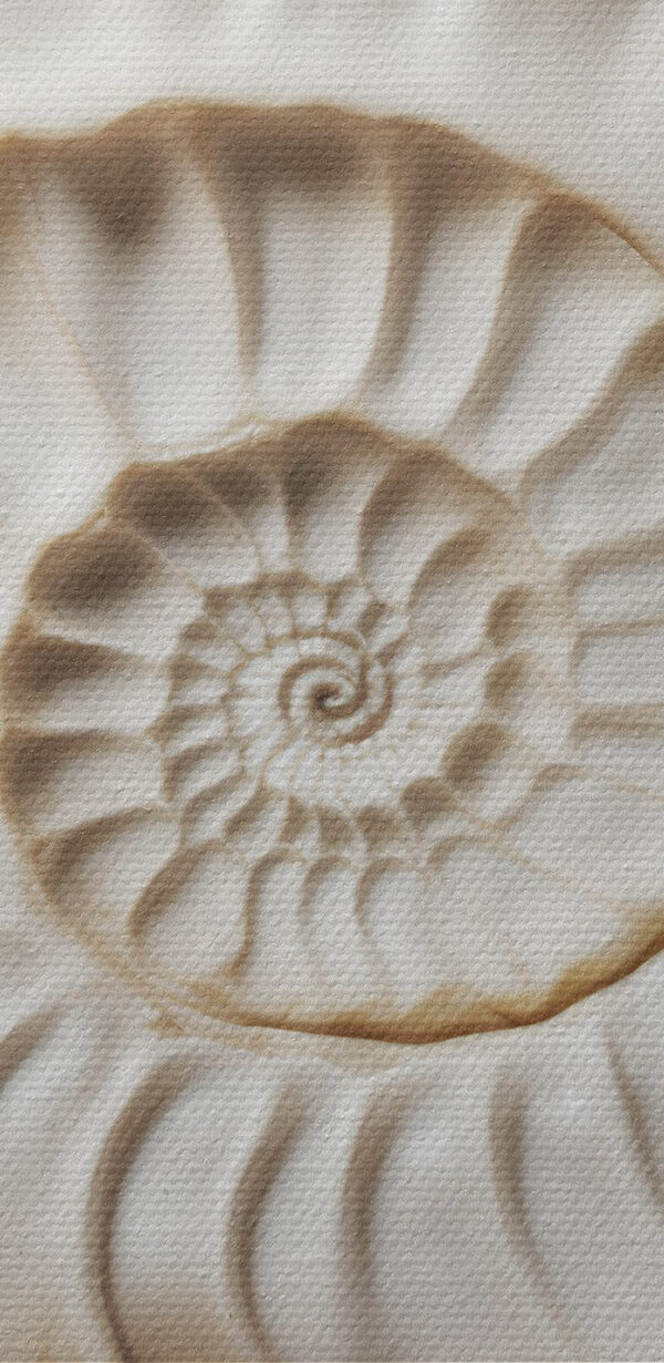 Elegancki wzór spiralnej muszli pięknie się prezentuje. Elegancki wzór spiralnej muszli pięknie się prezentuje.