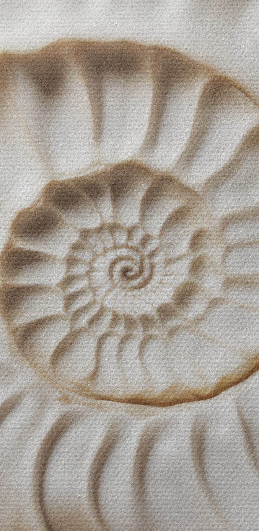 Elegancki wzór spiralnej muszli pięknie się prezentuje. Elegancki wzór spiralnej muszli pięknie się prezentuje.
