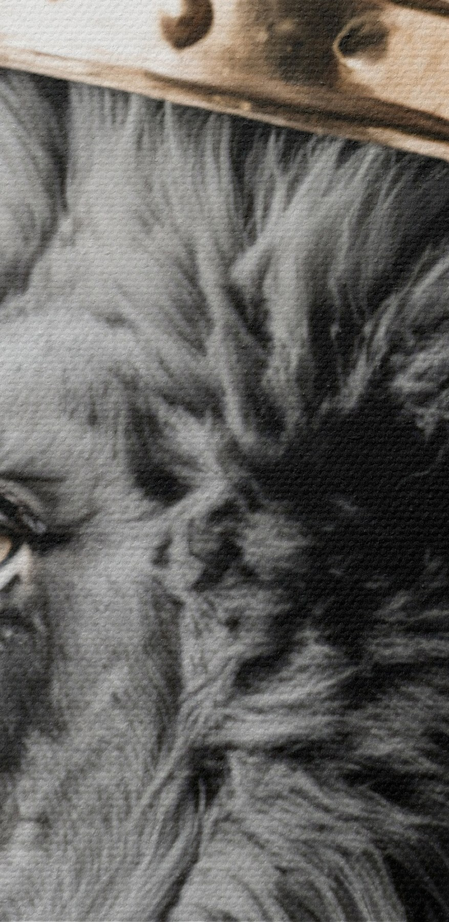 Lew w koronie