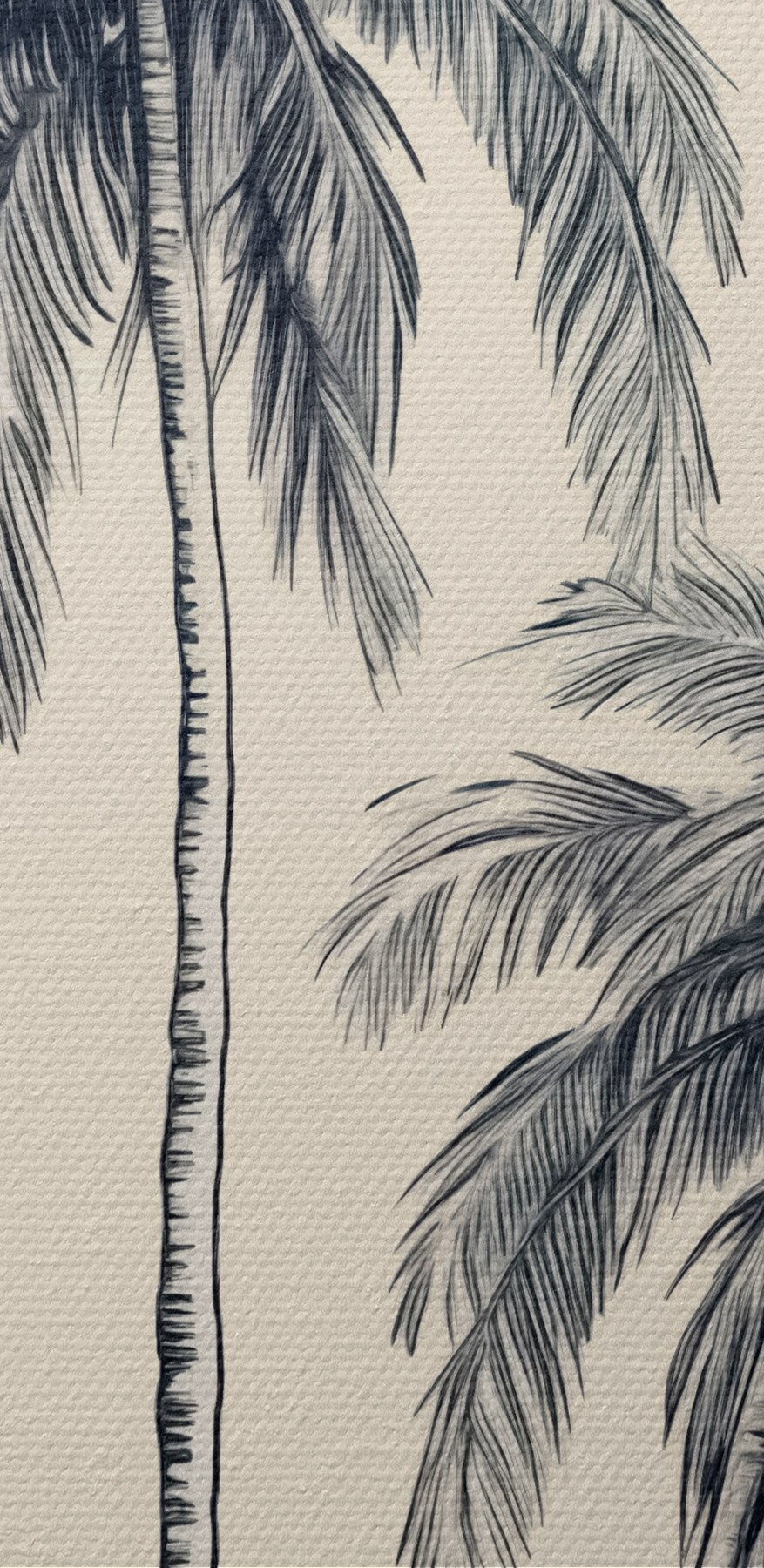 Grupa palm Grupa palm
