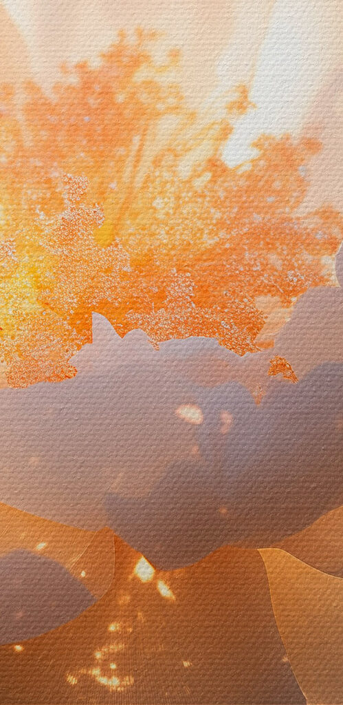 White flower with yellow center