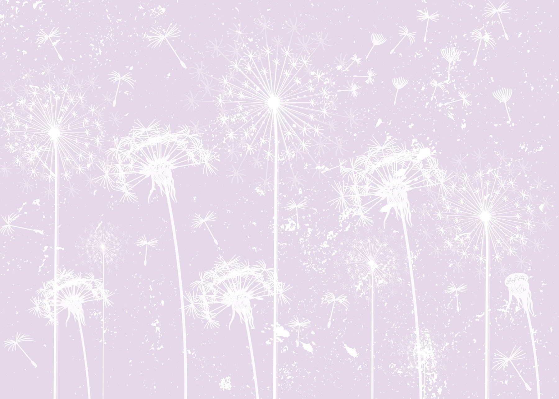 White dandelion flowers White dandelion flowers