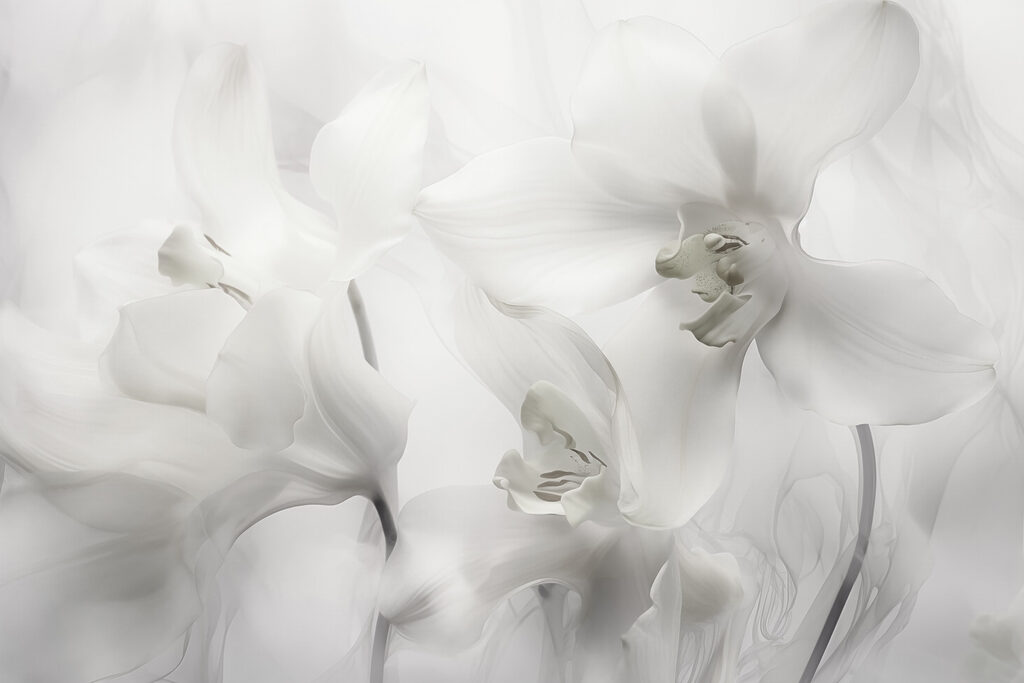Delikatne białe orchidee w miękkim świetle Delikatne białe orchidee w miękkim świetle