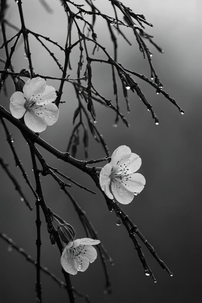 Delicate blooms beneath gentle rain Delicate blooms beneath gentle rain