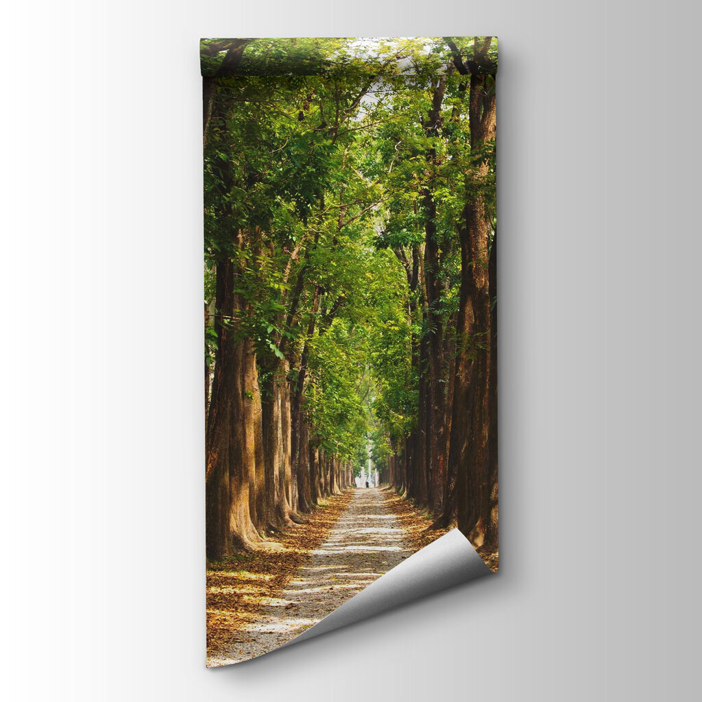 Path with trees on the side