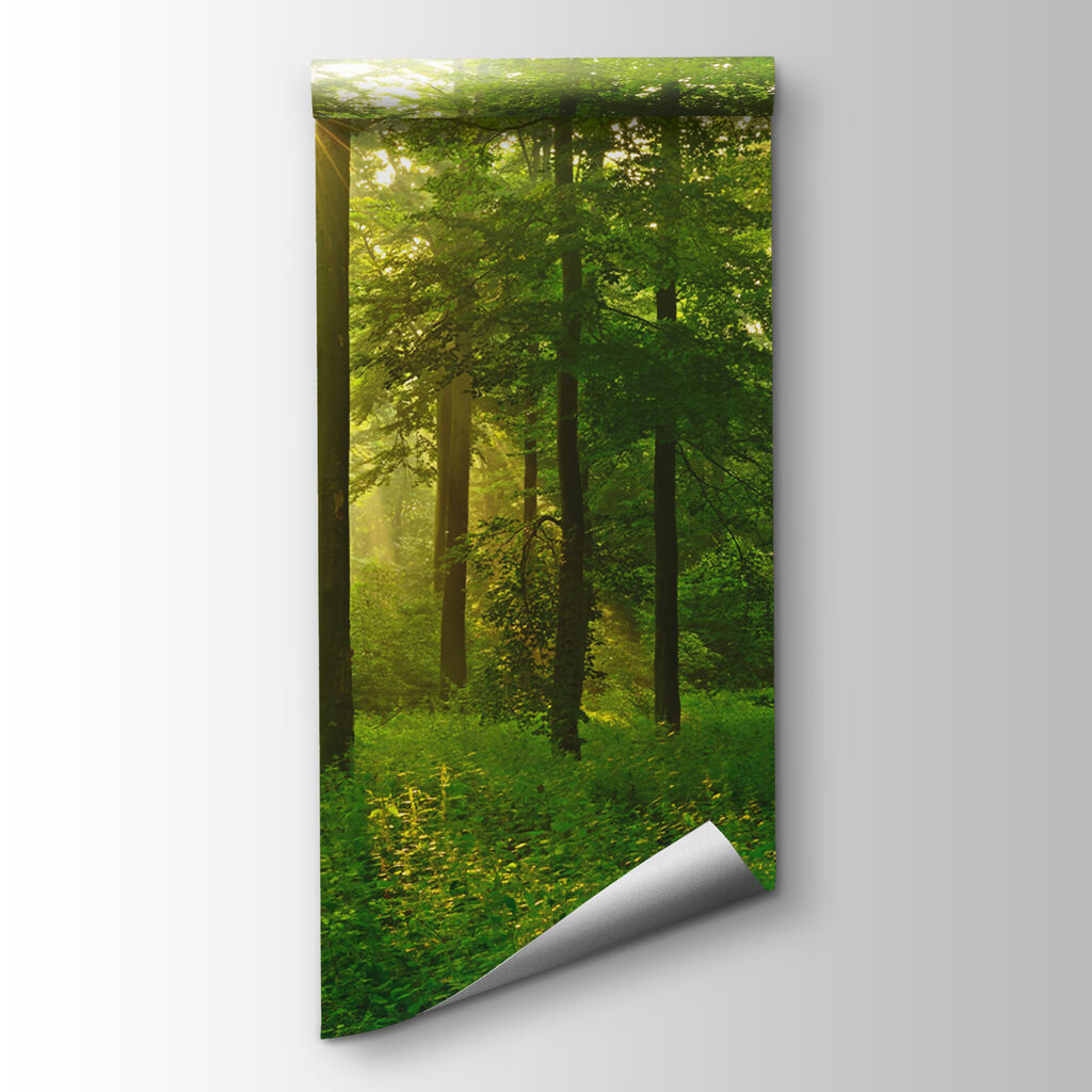 Sun shining through trees