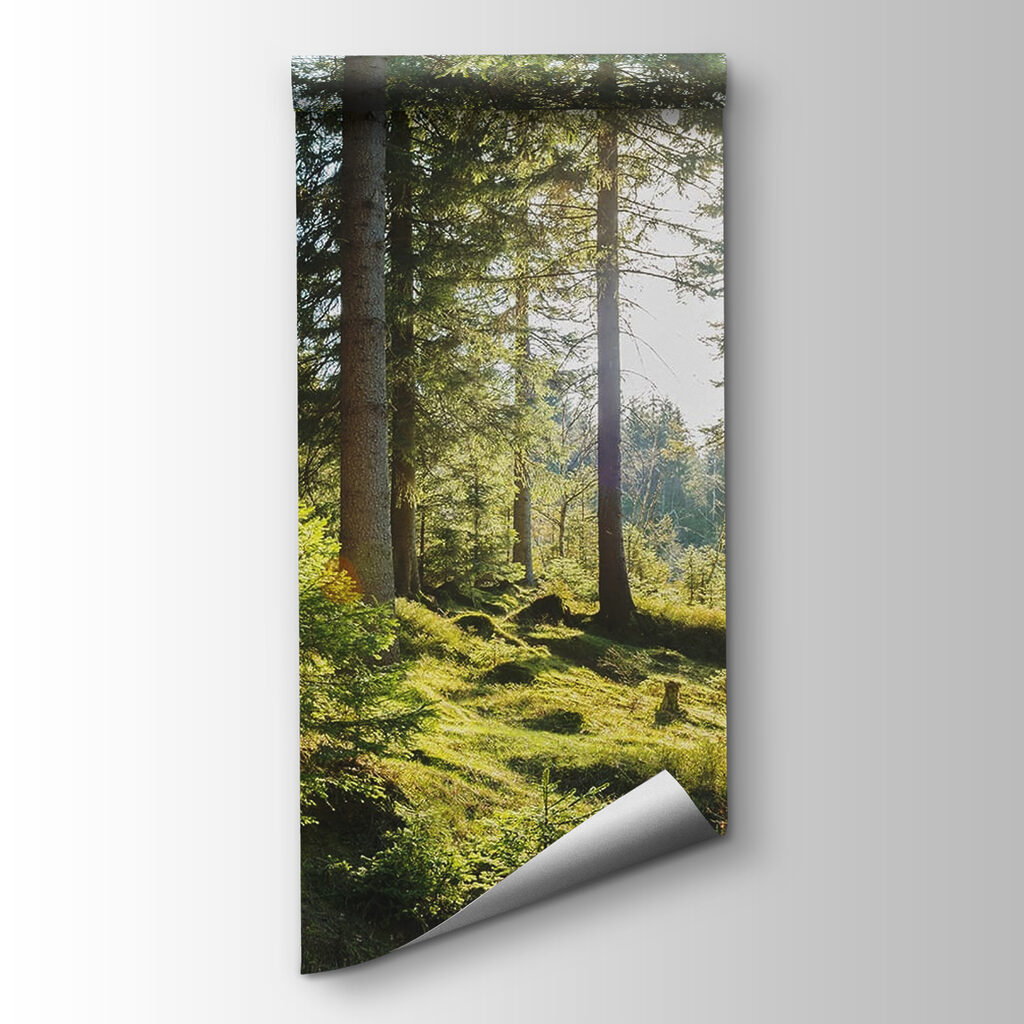 Sun shining through trees Sun shining through trees