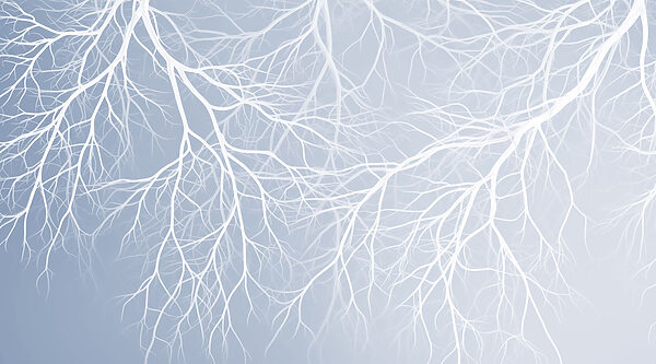 White branches on a blue background White branches on a blue background