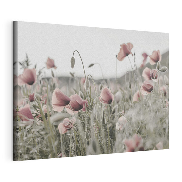 Obraz Pole różowych kwiatów (SKU: s35592) Obraz Obraz Pole różowych kwiatów (SKU: s35592)