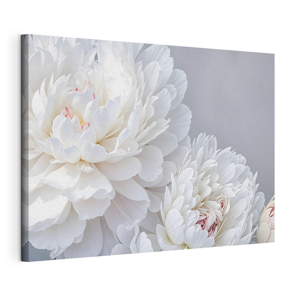 Close up of white flowers