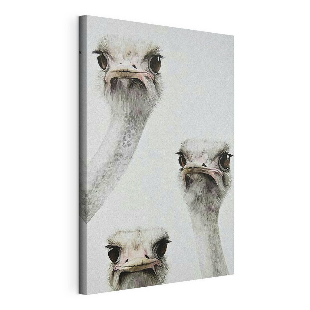 Group of ostriches with their heads up Group of ostriches with their heads up