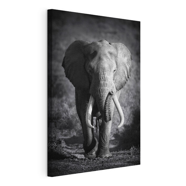 An elephant with tusks walking An elephant with tusks walking
