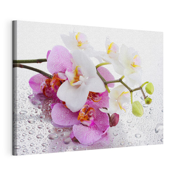 Obraz Delikatne orchidee otoczone kroplami wody