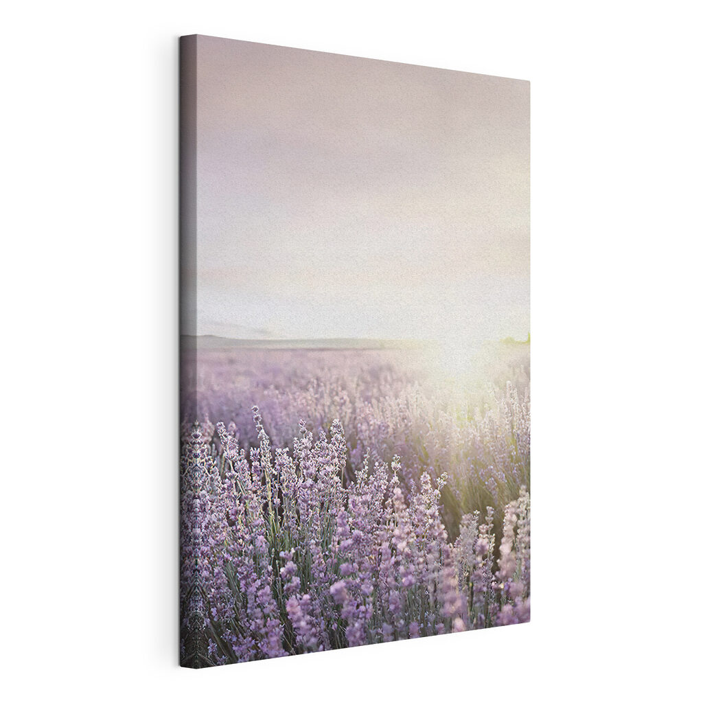 Lavender fields under a soft sunrise