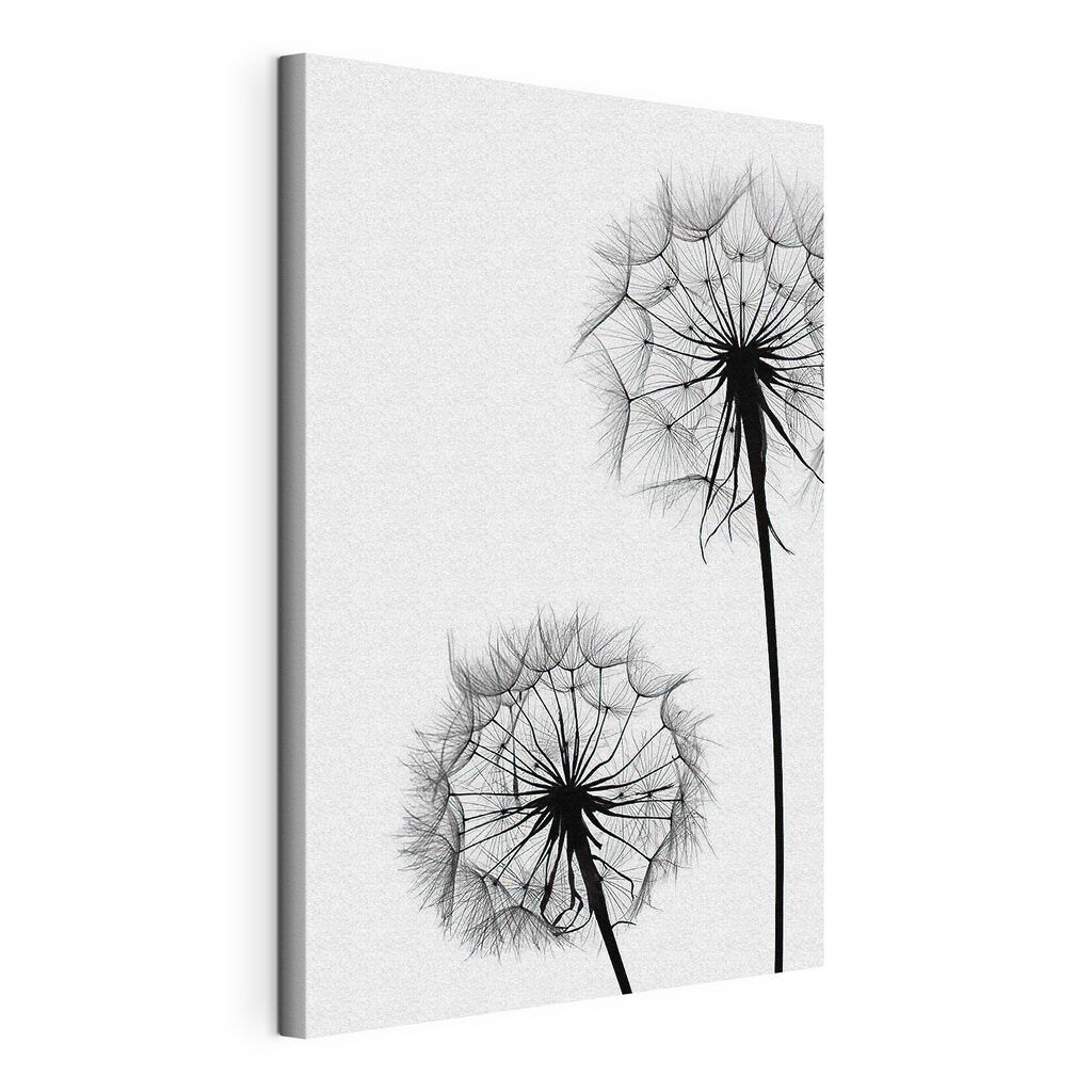 Delicate dandelions on a white background
