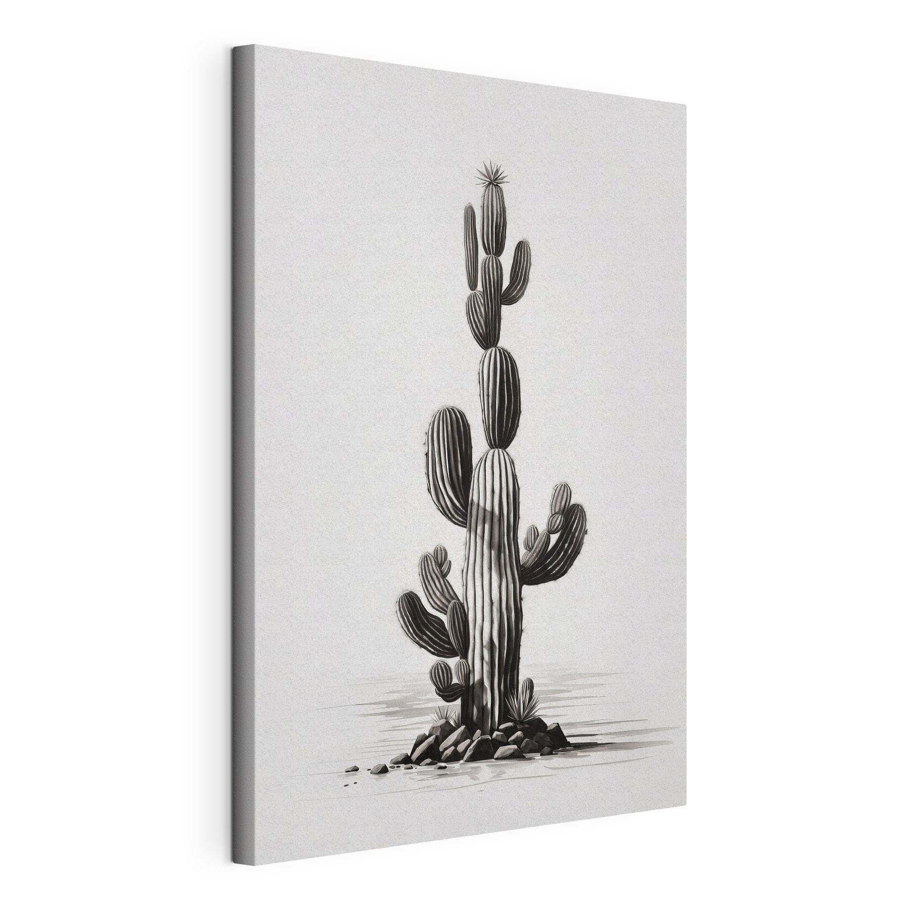 Cactus with a white background Cactus with a white background