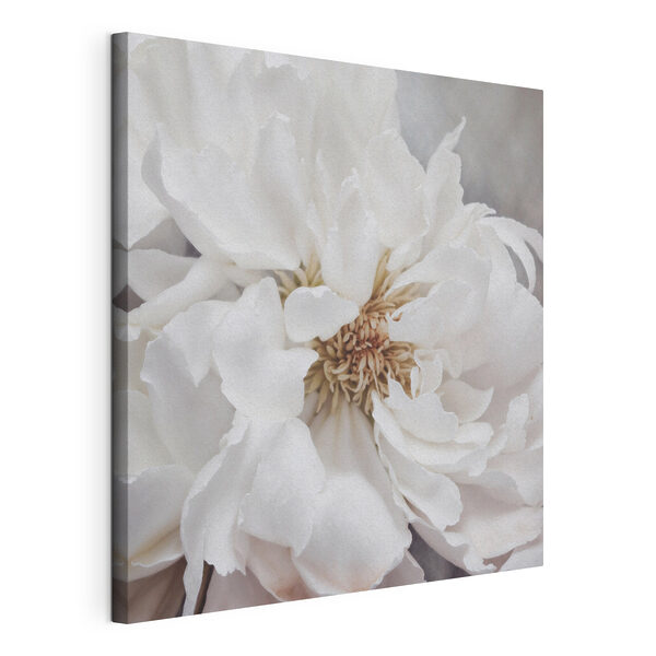Delicate petals of pure elegance