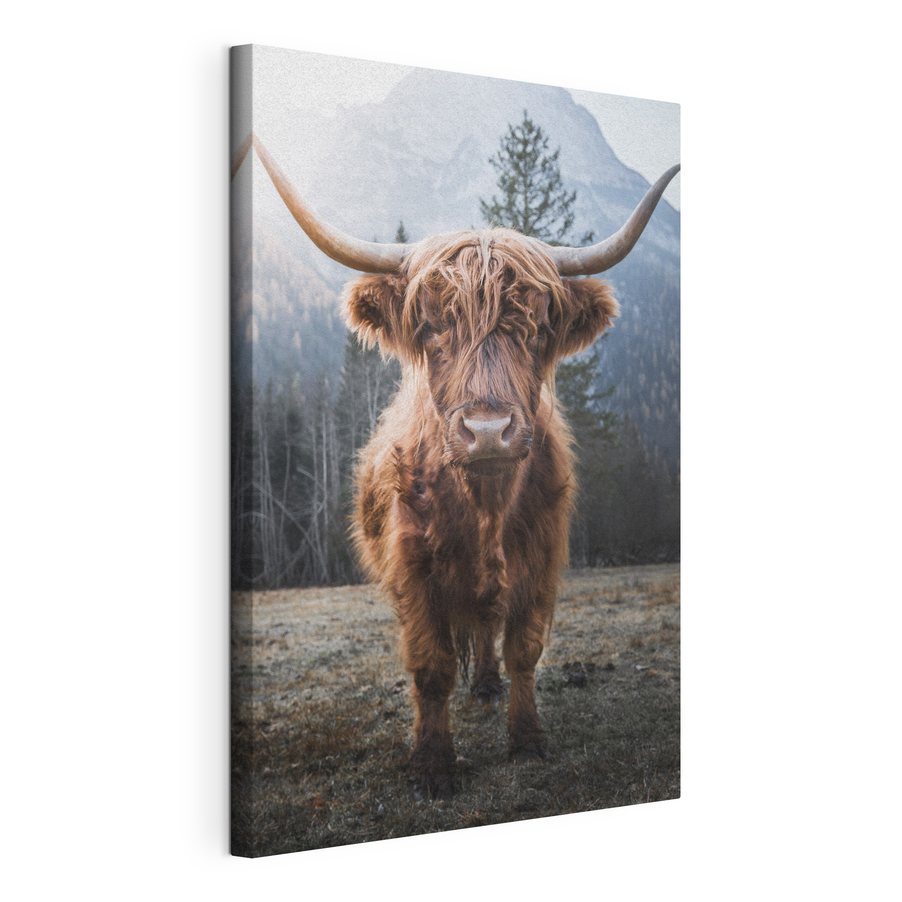 A yak with long horns standing in a field