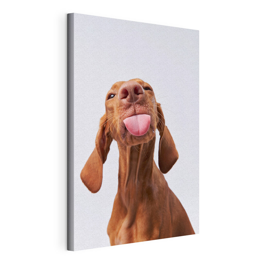 A dog sticking its tongue out
