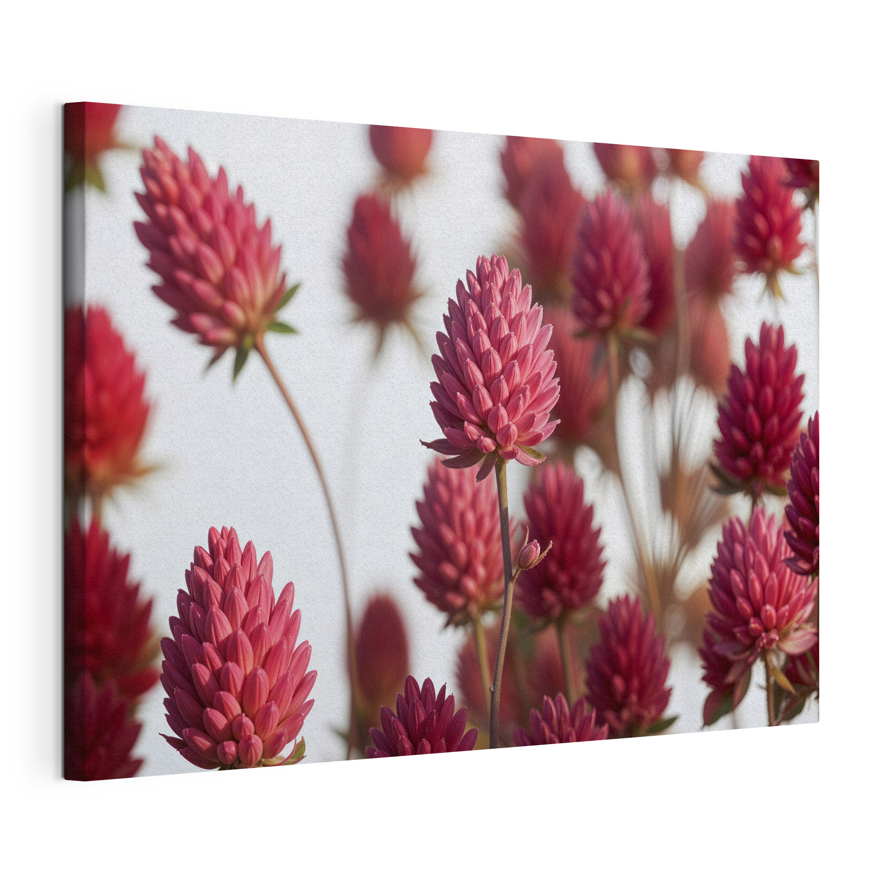 Group of pink flowers