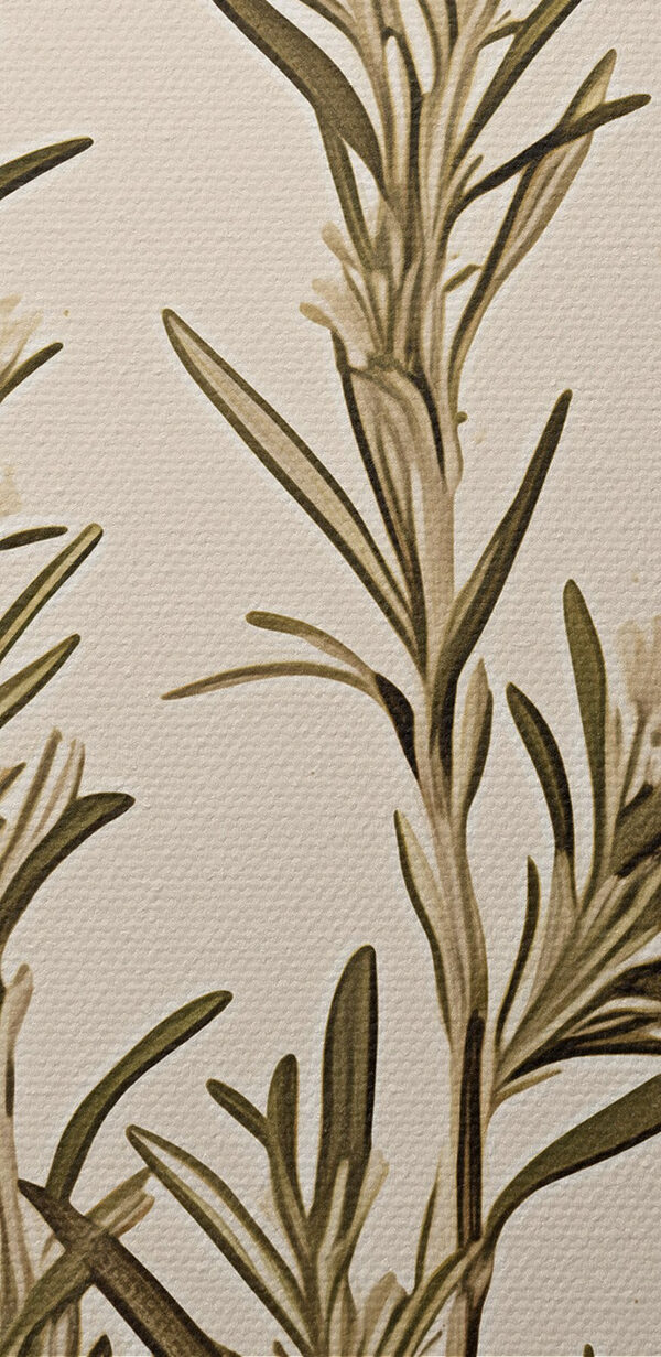 Plant with white flowers
