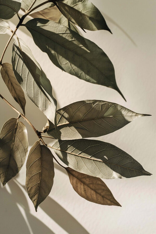 Nature's beauty captured in delicate leaves