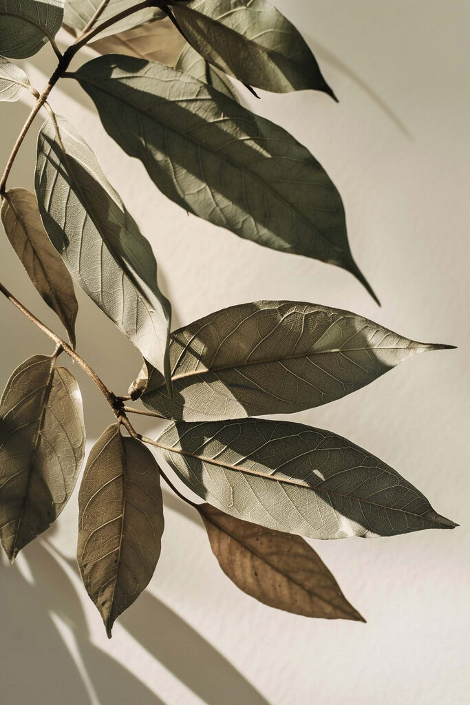Nature's beauty captured in delicate leaves