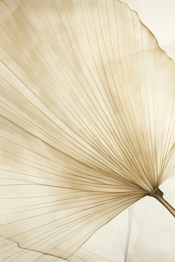 Delicate lines of nature's design Delicate lines of nature's design