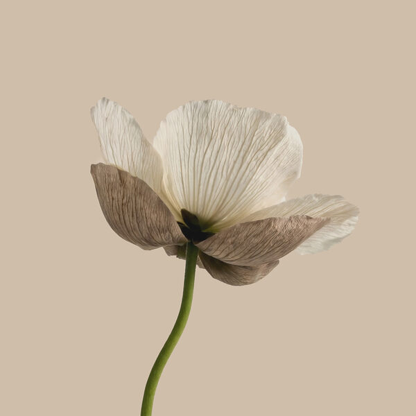 White flower with brown petals White flower with brown petals