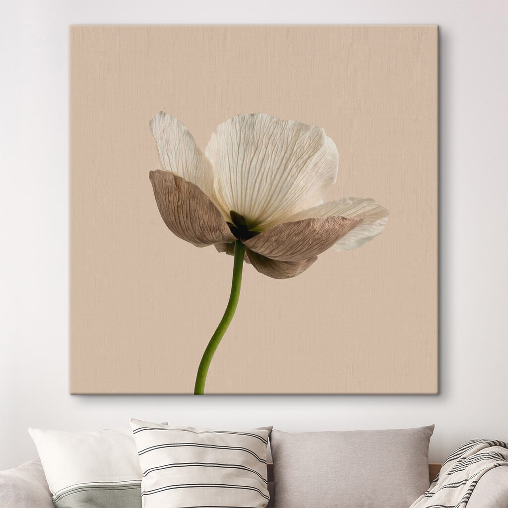 White flower with brown petals White flower with brown petals
