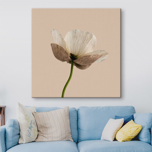 White flower with brown petals White flower with brown petals