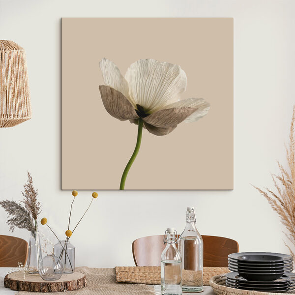 White flower with brown petals White flower with brown petals