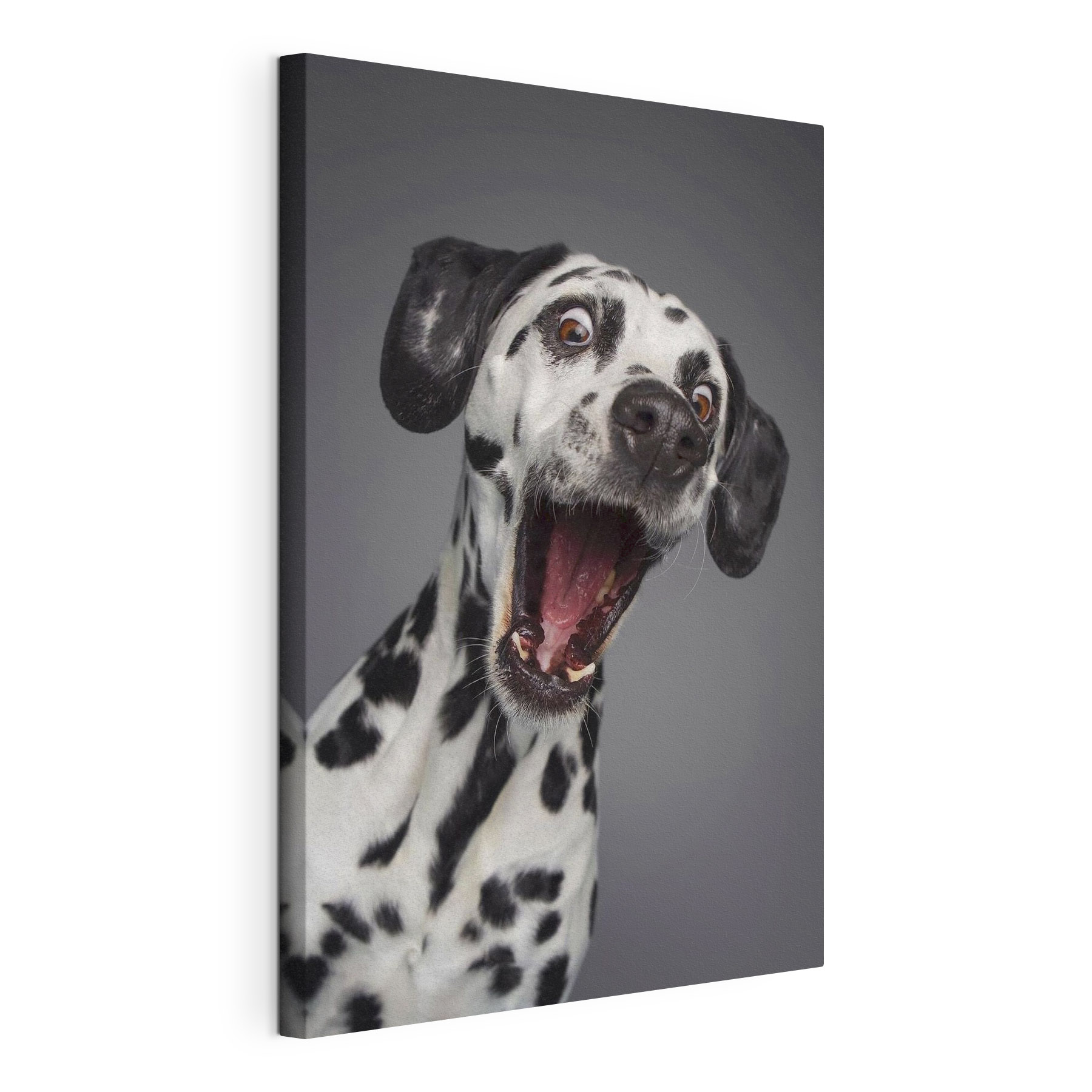 A dog with its mouth open A dog with its mouth open