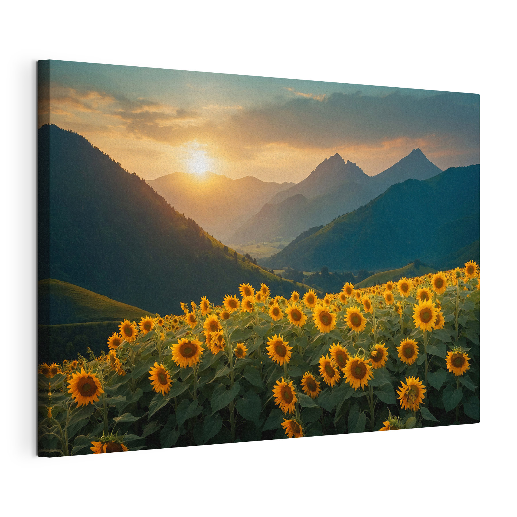 Field of sunflowers in the mountains