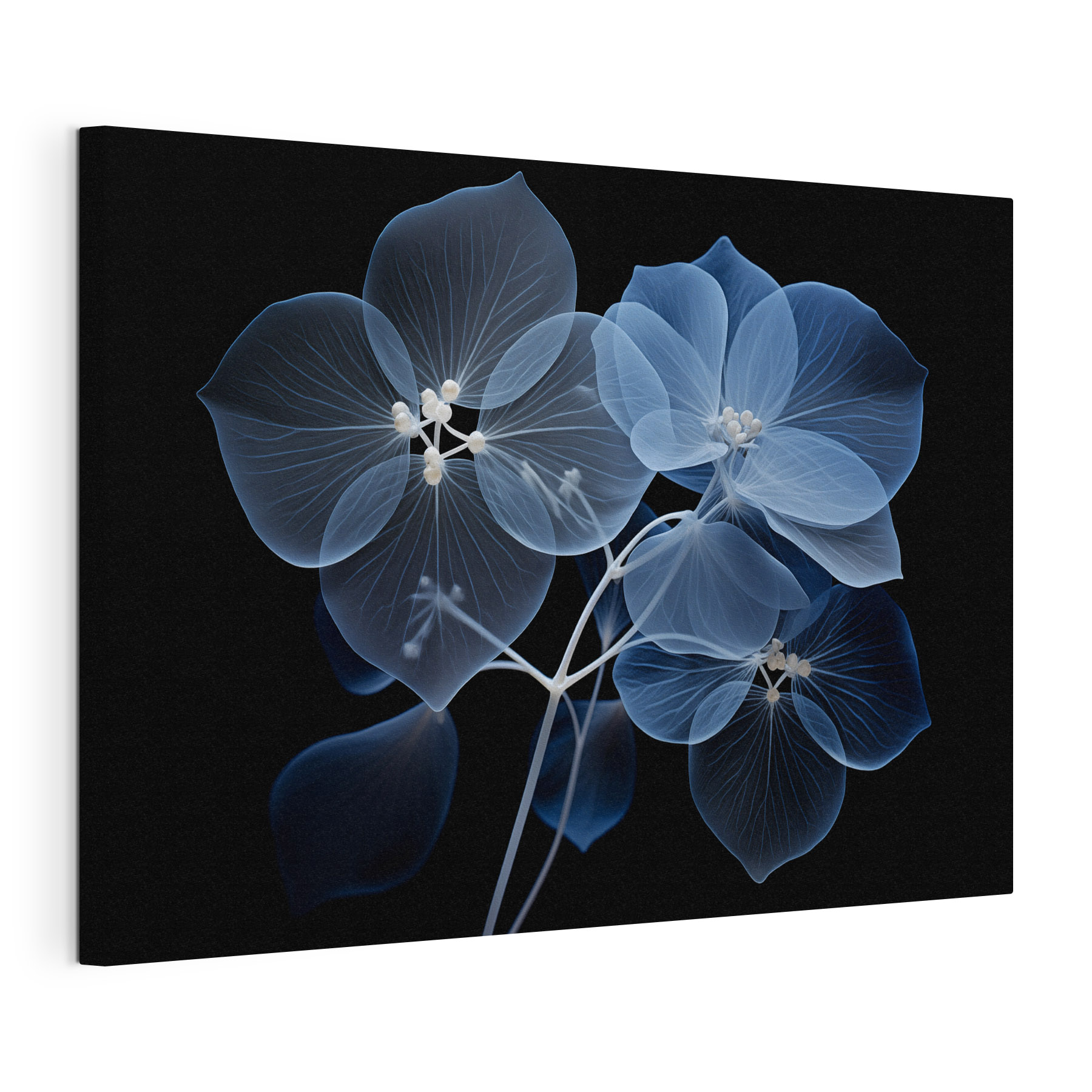 Translucent flowers on a dark background Translucent flowers on a dark background
