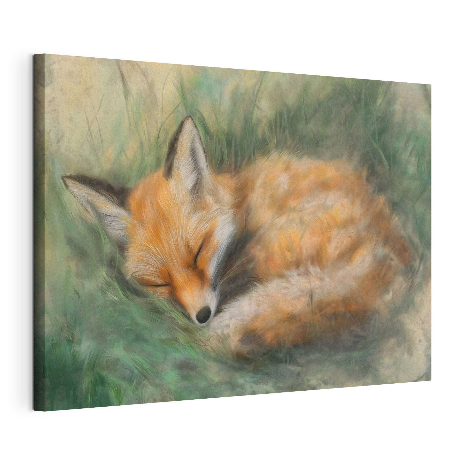 Fox sleeping in the grass