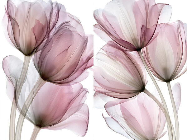 Delicate petals in soft hues Delicate petals in soft hues